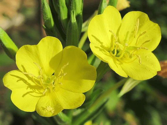 Des images de diffrentes plantes